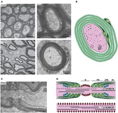 The Axon-Myelin Unit in Development and Degenerative Disease